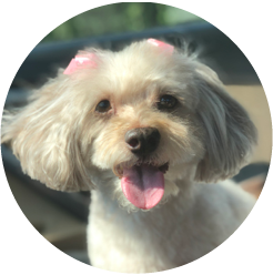 lady the dog with a big smile on her face